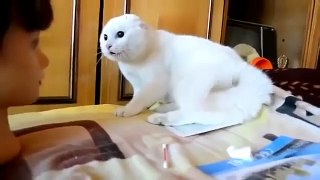 Cat Scared Mask   Funny Animal Videos
