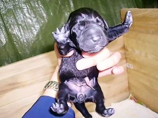 7 CUCCIOLI DI LABRADOR APPENA NATI