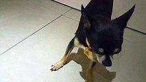 don't touch chihuahua Dog  ( DIABLO ) when he's eating ,  Angry Chiwahwah Dog ,  chihuahua barking