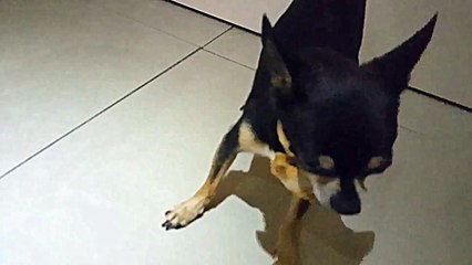 don't touch chihuahua Dog  ( DIABLO ) when he's eating ,  Angry Chiwahwah Dog ,  chihuahua barking