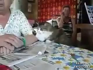 Kendini Zorla Sevdiren Kedi