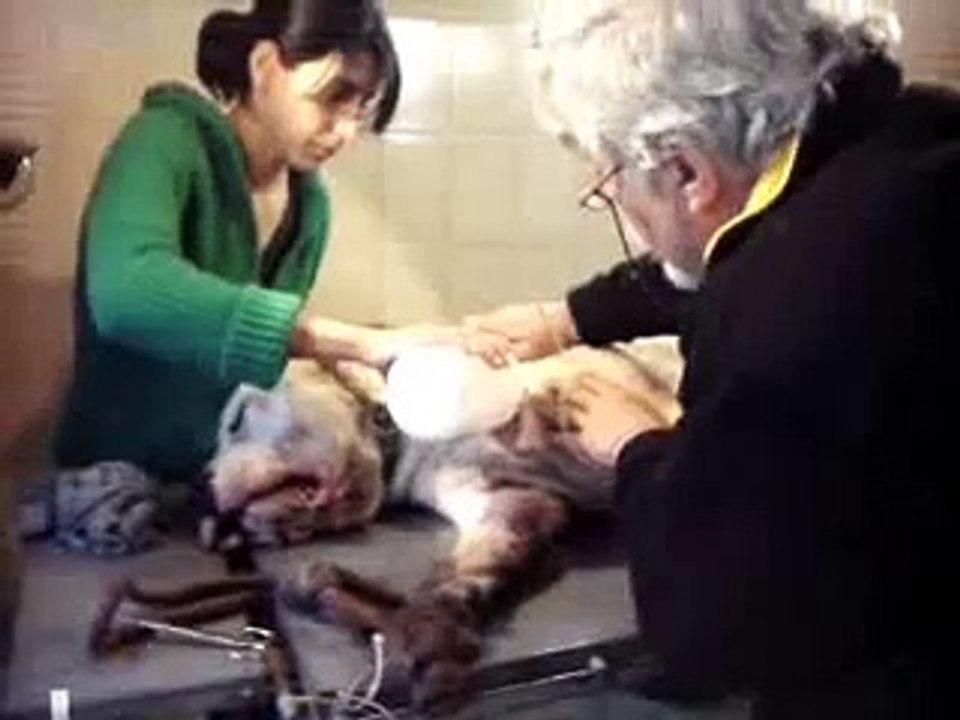 caza del jabali con DOGO