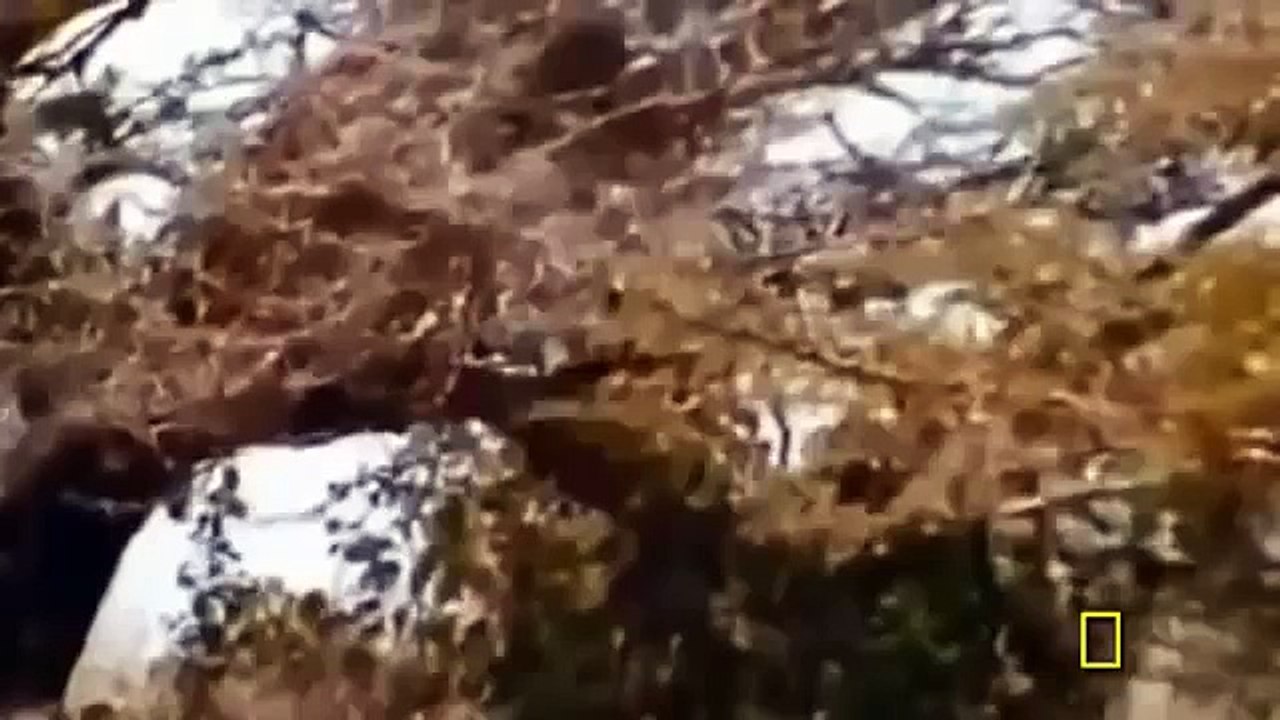 Animal attack HD # 1
