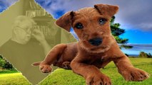 Grooming an Irish Terrier Episode 1 part B Legs