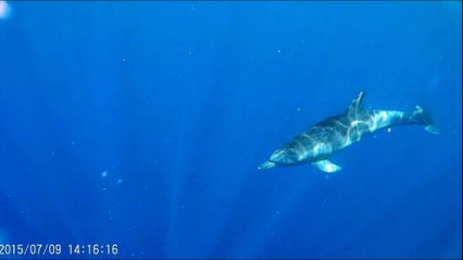 LTI Akassia Beach- Dolphin - Egipt 2015, Marsa Alam LTI Akassia - Dolphin