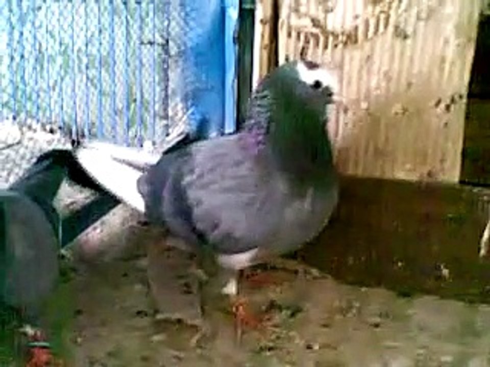 pakistan gujrat pigeon