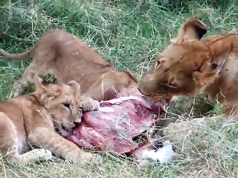 Lions in Rehab