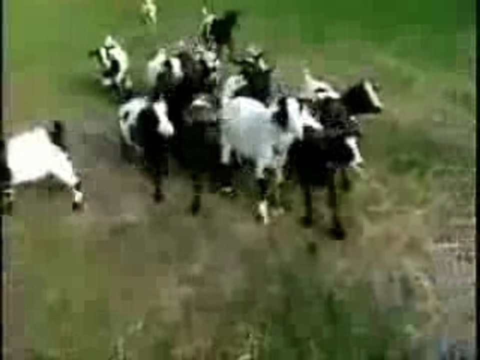 Fainting Goats