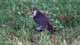 Sparrowhawk v Woodpecker - who wins? 2