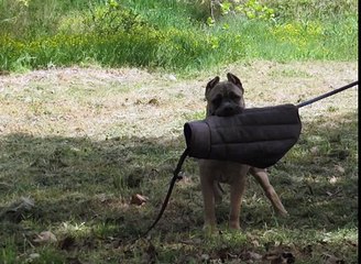 cane corso de Valoroso Kennel - Protection dogs