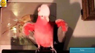best funny parrot dancing with the gangnam style