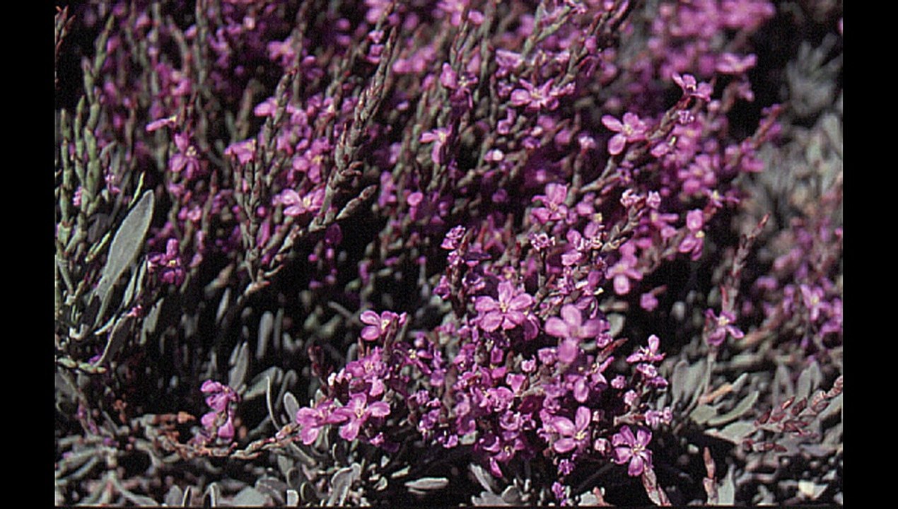 Emission Le Mag de l'environnement les 40 ans du Conservatoire LIttoral