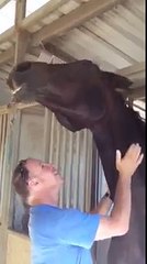 Horse enjoys scratching