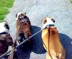 Three English Bulldogs on a Walk (James, Twister and Muffin)