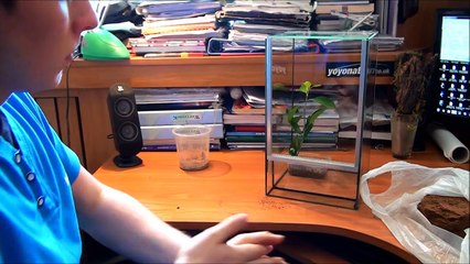 Rehousing Poecilotheria regalis - 4.4 DC samica
