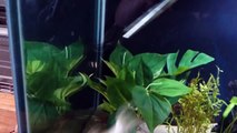 My gulper catfish eating.