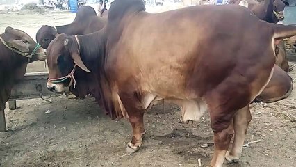 Biggest Sahiwal Bachra Qurbani 2015 Karachi