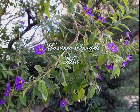 MAXIMO SPODEK, BOLEROS AL PIANO, MIA, INSTRUMENTAL