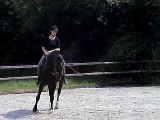 Pirouette - Canter pirouette - Dressage horse
