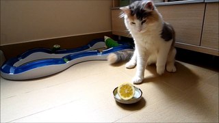Cat vs Lemon