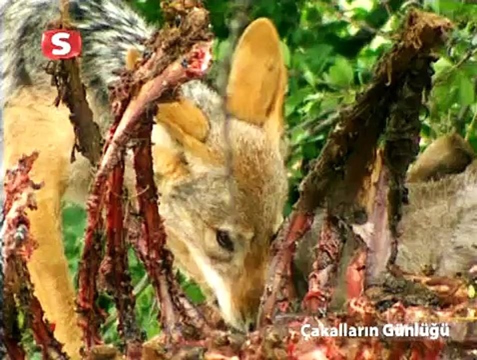 Vahşi Doga Belgeseli : Çakalların Günlügü - Türkçe ve HD Kalite..
