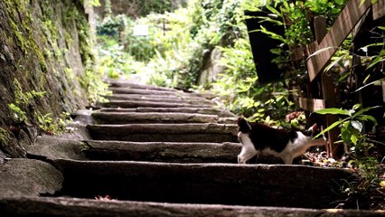Japan Just Created A Google Street View For Cats