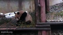 Panda Bears Lounging at Bifengxia Panda Center in China