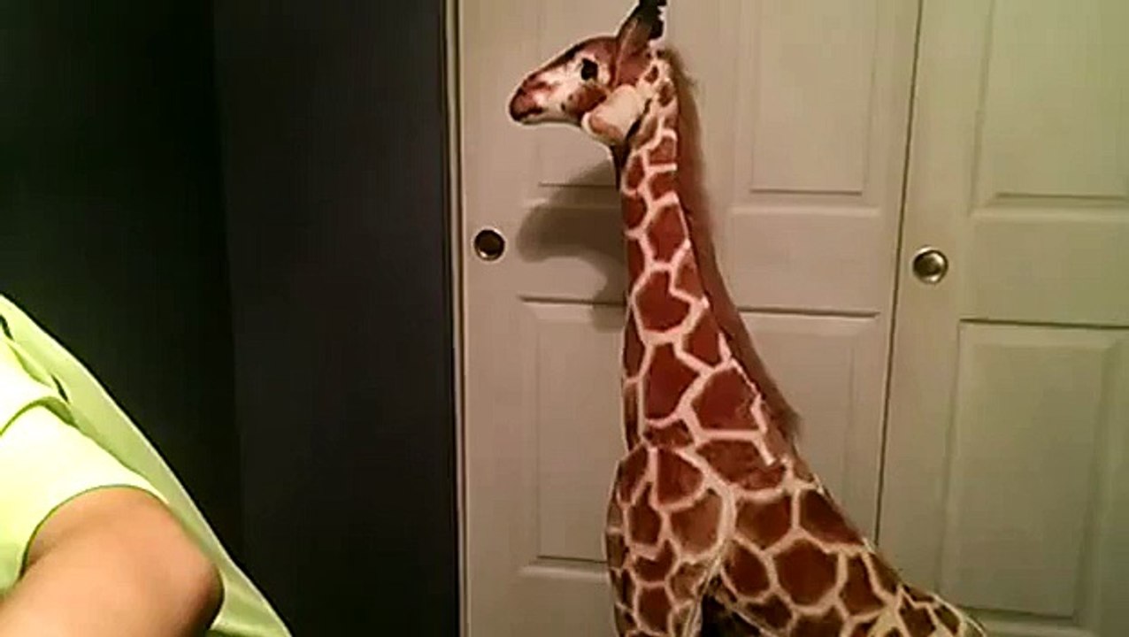 Giraffe football.(big hit )