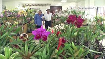 Orquídeas en Ecuador – ElProductorTV
