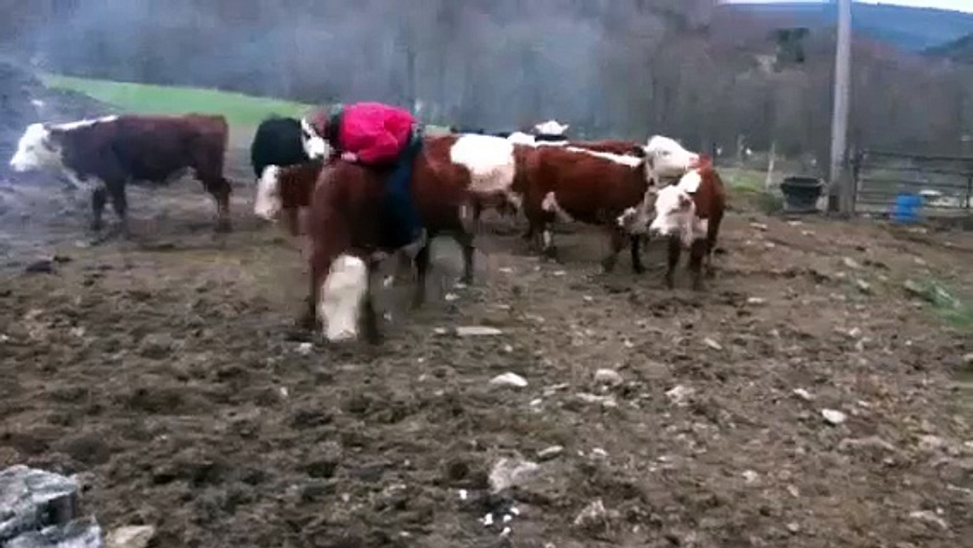 ⁣Cow riding