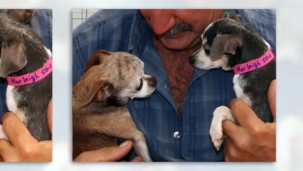 Harleigh, survivante d'une usine à chiots