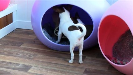 Chihuahua Puppies for Sale 23rd April 2014
