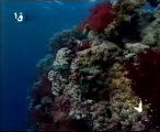 برنامج العلم والإيمان - الحلقة 19 : محفل تحت الماء