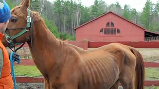 23 Horse Rescue Vermont