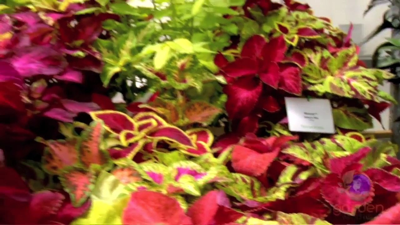 Begonias, Shade Garden Plants & Sun Coleus