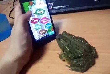 Rana comiendo bichos del movil