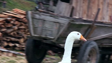 Zwierzęta Na Farmie - Gęsi- Baw się z nami