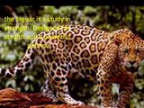 Jaguar Panthera Onca