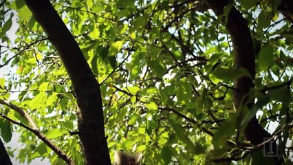 What to Do if You Encounter an Apparently Orphaned Animal