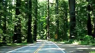 Driving Trhough the tallest trees in the world