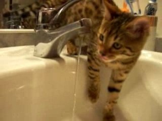 Une bengale qui boit au robinet