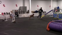 Rocky the Pit Bull Agility Dog CT-ATCH 2 Run