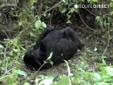 Mountain Gorillas Playing in Congo Apr 07