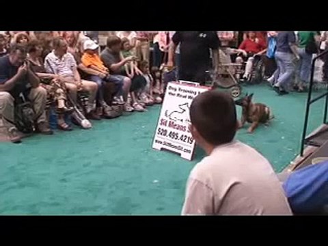 My dog loves his Remote electronic dog training collar