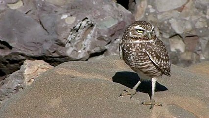 Burrowing Owl (Athene cunicularia)