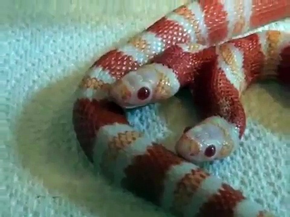 Une couleuvre tachetée albinos...à deux têtes