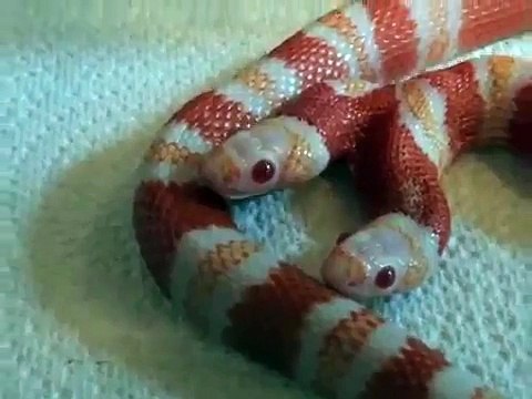 Une couleuvre tachetée albinos...à deux têtes