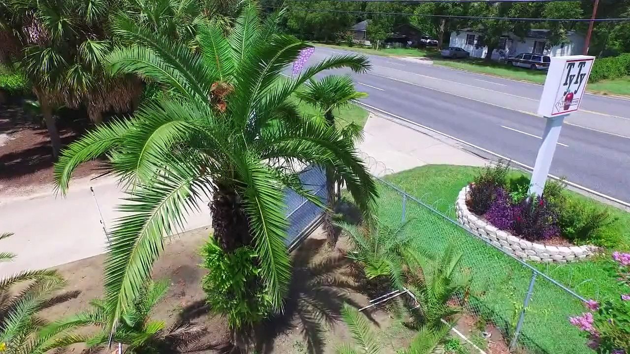 Palm Trees-Ty Ty Nursery-NEW Drone VIDEO Films Date Palm Tree