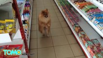 Dog walks upright for more than a minute as it roams Thai supermarket aisles