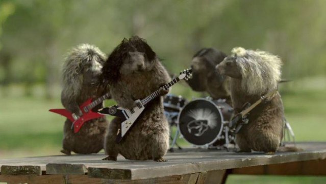 Les Marmottes stars du hard rock et de l'électro